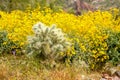 Yellow Brittlebush in Bloom Surrounds a Jumping Cholla Plant in the Desert Spring