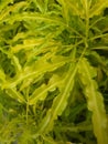 yellow broccoli flowers beutiful