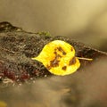 The yellow broken alder leaf. Fallen leaf on sunken basalt stone in blurred rapids of stream