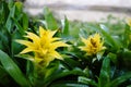 Yellow bromelias in a greenhouse