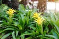 Yellow bromelias in a greenhouse