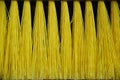 Yellow Broom