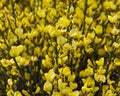 Yellow Broom Royalty Free Stock Photo