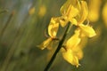 Yellow broom flower in the light of sunset Royalty Free Stock Photo