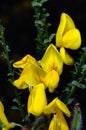 Yellow Broom flowers