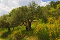 Yellow Broom with old Olive Trees