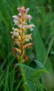 Yellow broomrape Orobanche lutea