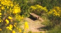 Yellow brooms flowers bench in nature horizontal photography background Royalty Free Stock Photo