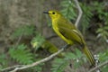 Yellow Browed Bulbul, Acritillas indica at Salim Ali Bird Sanctuary Royalty Free Stock Photo