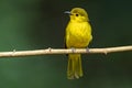 Yellow-browed Bulbul perched on a branch at Thattekad, Kerala, India