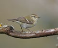 Yellow browed Warbler