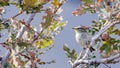 Yellow-browed Warbler on Tree Branch