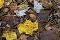 Yellow and Brown Autumn Leaf Litter on Forest Floor Royalty Free Stock Photo