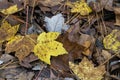 Yellow and Brown Autumn Leaf Litter on Forest Floor Royalty Free Stock Photo