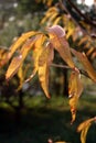 Yellow and Brown Autumn Leaves Royalty Free Stock Photo