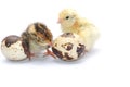 Yellow and brown baby quail