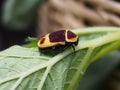 Yellow and brown beetle, Pachnoda marginata peregrina