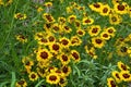 Yellow and brown bi-colour flowers of a golden tickseed plant (coreopsis tinctoria) Royalty Free Stock Photo