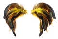 Yellow, brown and black cock`s feathers isolated