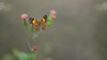 Yellow and brown butterfly with white dots resting on a small pink flower with the green stem with an unfocused gray background