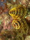 Yellow Brown Christmas Tree Worm Royalty Free Stock Photo