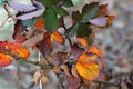 YELLOW AND BROWN DISCOLOURING BRAMBLE BUSH LEAVES Royalty Free Stock Photo