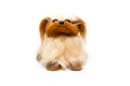 Yellow and brown dog toy on white background Royalty Free Stock Photo