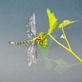 Dragonfly with yellow and brown body and transparent wings resting on green leaves in summer Royalty Free Stock Photo