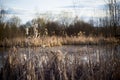 Yellow and brown dry reeds stands on the shore of forest lake. Early spring. Dry cat tails plant.