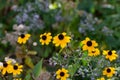 Yellow brown-eyed susan flowers in a sunny garden Royalty Free Stock Photo