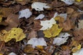 Yellow and Brown Autumn Leaf Litter on Forest Floor Royalty Free Stock Photo