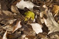 Yellow and Brown Autumn Leaf Litter on Forest Floor Royalty Free Stock Photo