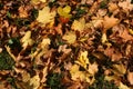 Yellow and brown fallen leaves in autumn on grass