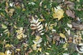 Yellow and brown fallen leaves in the grass from above