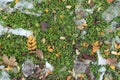 Yellow and brown fallen leaves and melting snow covering greenery Royalty Free Stock Photo