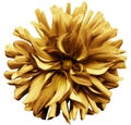 Yellow-brown flower dahlia on a white background isolated with clipping path. Closeup. shaggy flower for design.