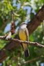 Flycatcher bird resting in tree