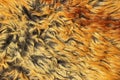 Yellow and brown fur texture Royalty Free Stock Photo