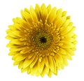 Yellow-brown gerbera flower on a white isolated background with clipping path. Closeup. For design.