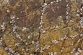 Yellow brown gray rock with white shells sea acorns and cracks. natural texture texture Royalty Free Stock Photo