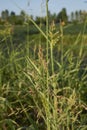 Sorghum halepense in bloom Royalty Free Stock Photo