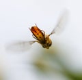 A yellow and brown insect is flying in the air Royalty Free Stock Photo