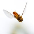 A yellow and brown insect is flying in the air Royalty Free Stock Photo