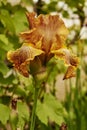 yellow - brown iris blooming in the garden in spring Royalty Free Stock Photo