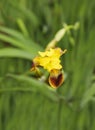 Yellow brown iris flowers in bloom in the garden in summer time. Macro photo of iris flower. Summer nature background with blossom Royalty Free Stock Photo