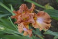 Yellow-brown iris in the garden in Russia in the Tver region Royalty Free Stock Photo