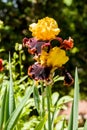 Yellow brown iris in a garden Royalty Free Stock Photo