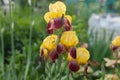 Yellow-brown Iris grows outside. It`s raining. garden flowers Royalty Free Stock Photo