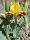 Yellow-brown iris Royalty Free Stock Photo