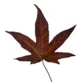 Brown Autumnal Japanese maple leaf